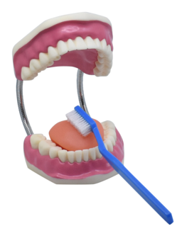 Model of a set of teeth with large toothbrush