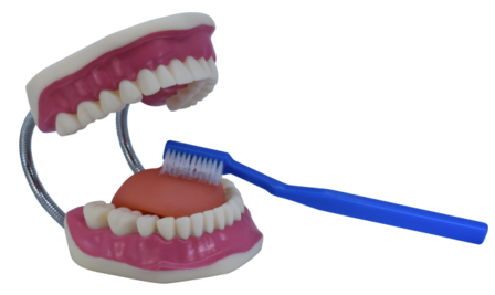 Modelo de una dentadura