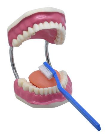Model of a set of teeth with large toothbrush
